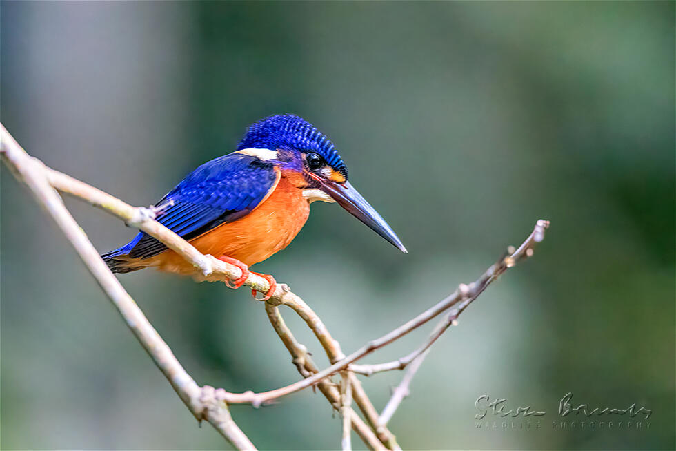 Blue-eared Kingfisher (Alcedo meninting)