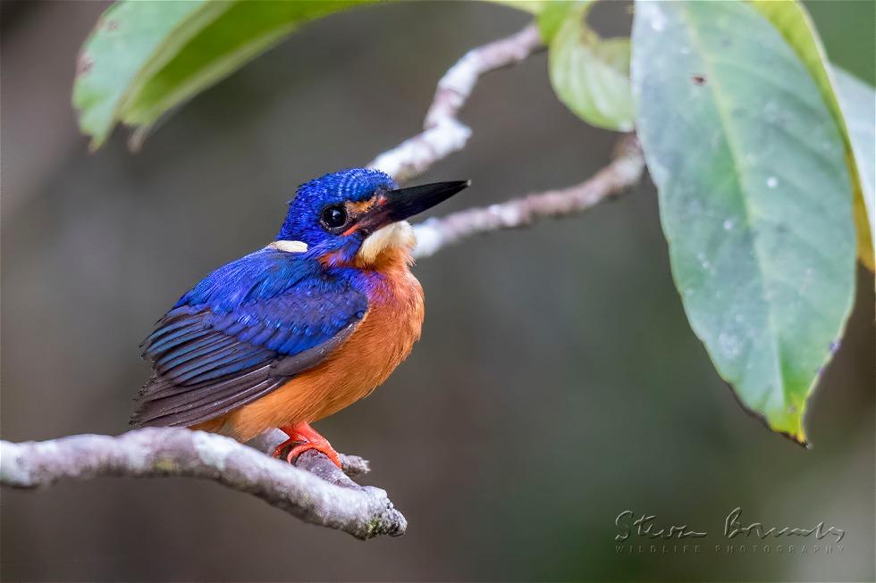 Blue-eared Kingfisher (Alcedo meninting)