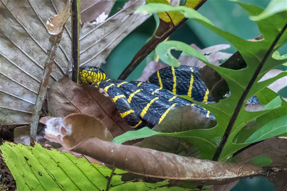 Gold-ringed Cat Snake (Boiga dendrophila)