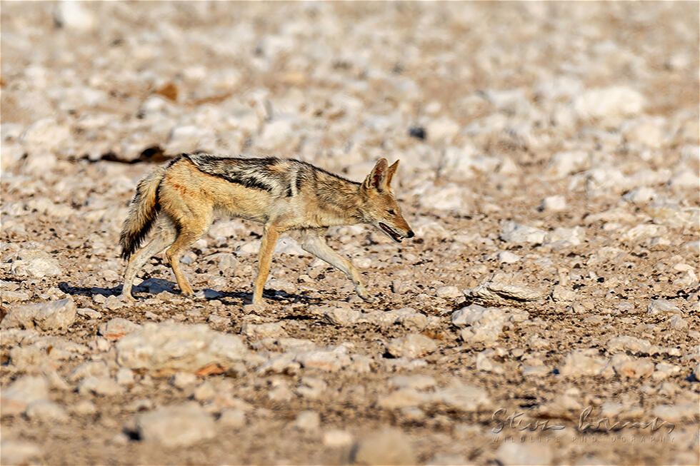 Black-Backed Jackal (Canis mesomelas)