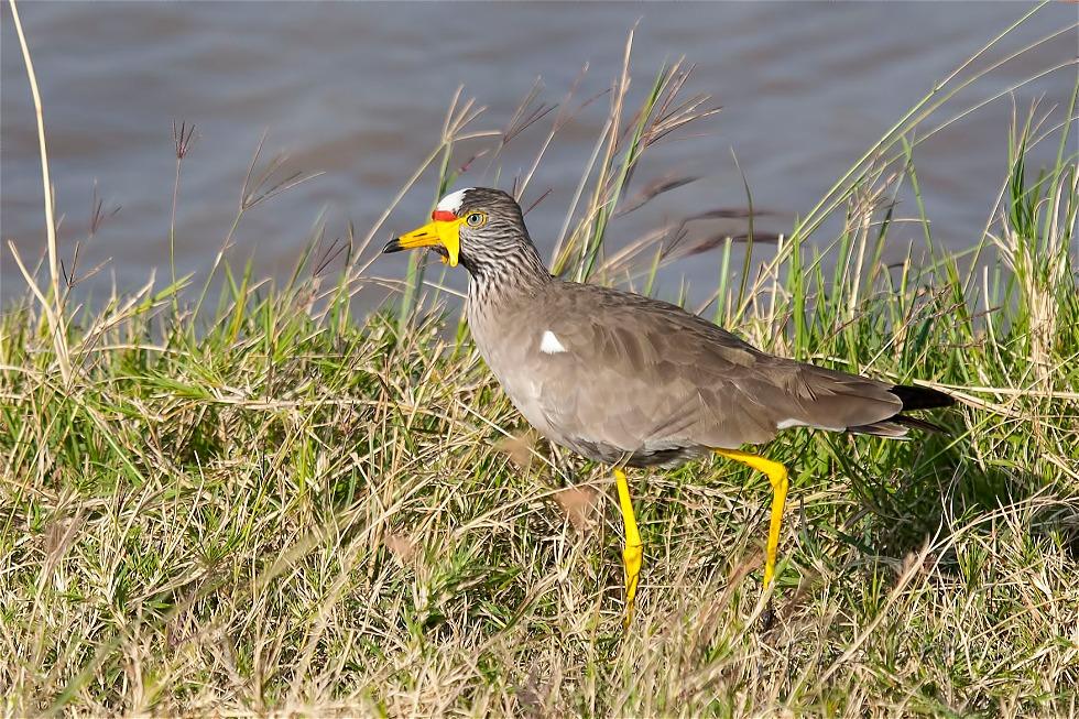 African Wattled Lapwing (Vanellus senegallus)