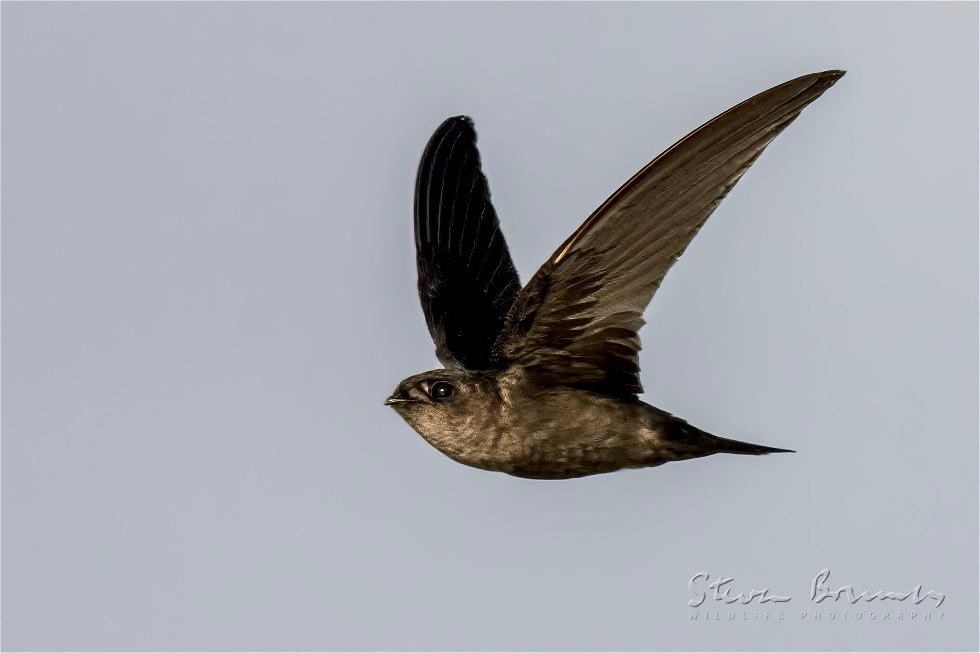 Glossy Swiftlet (Collocalia esculenta)
