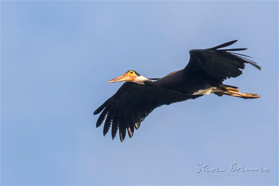 Storm's Stork (Ciconia stormi)