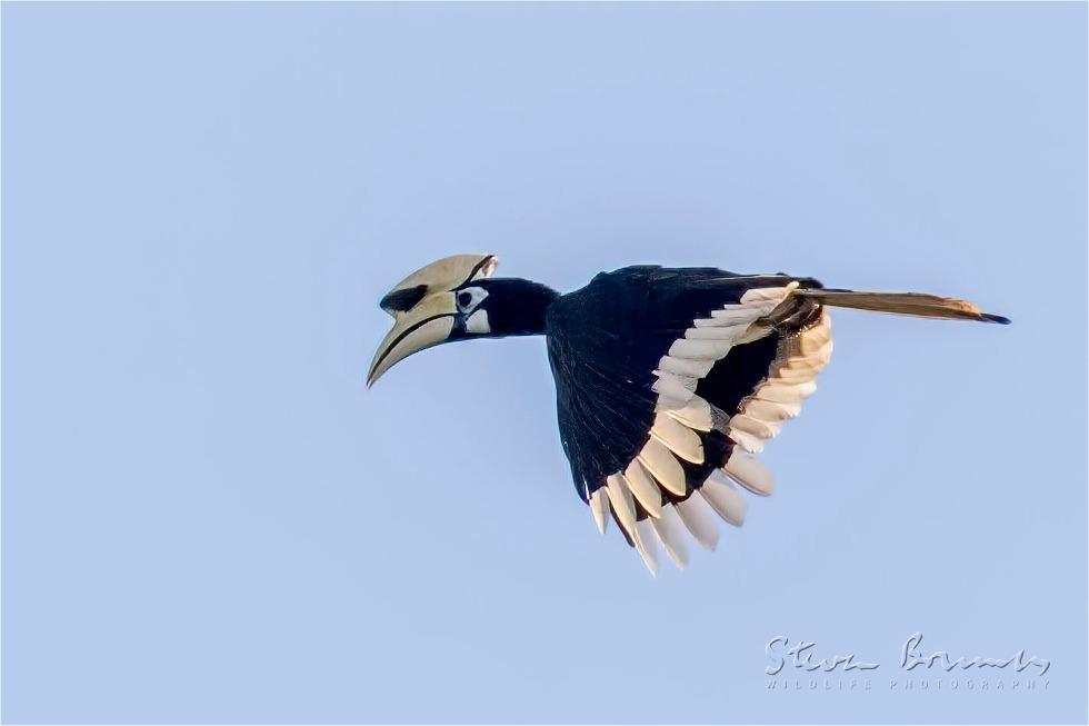 Oriental Pied Hornbill (Anthracoceros albirostris)