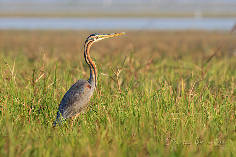 Purple Heron (Ardea purpurea)