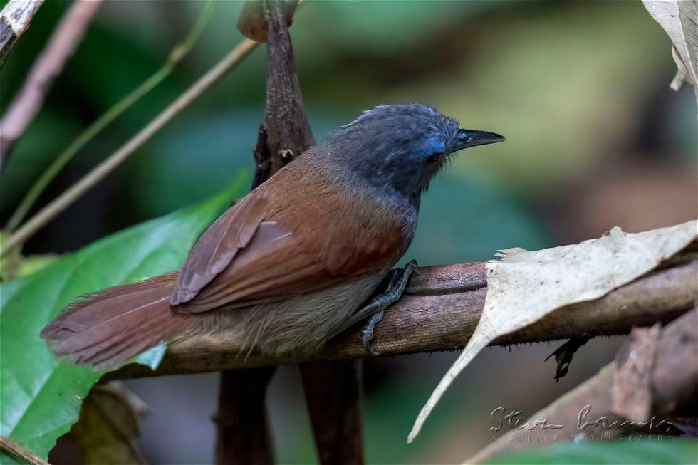Chestnut-winged Babbler (Stachyris erythroptera)