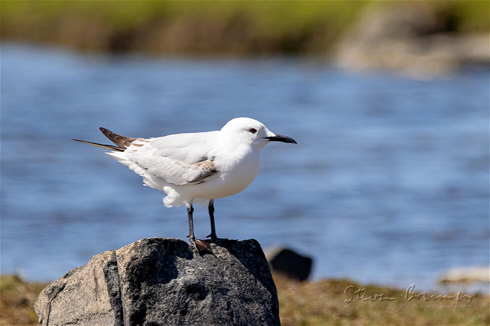 Black-billed Gull (Chroicocephalus bulleri)