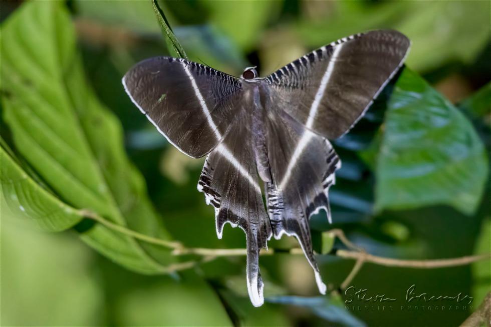 Tropical Swallowtail Moth (Lyssa zampa)