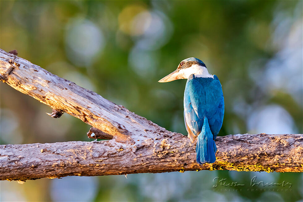 Collared Kingfisher (Todiramphus chloris)