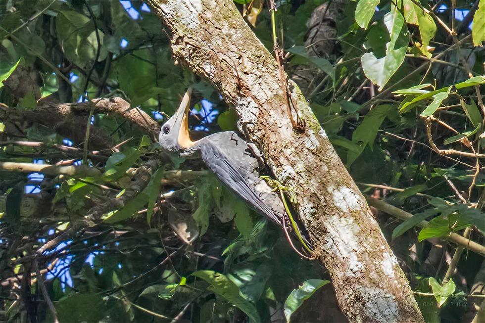 Great Slaty Woodpecker (Mulleripicus pulverulentus)