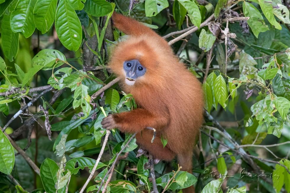 Maroon Leaf Monkey (Presbytis rubicunda)