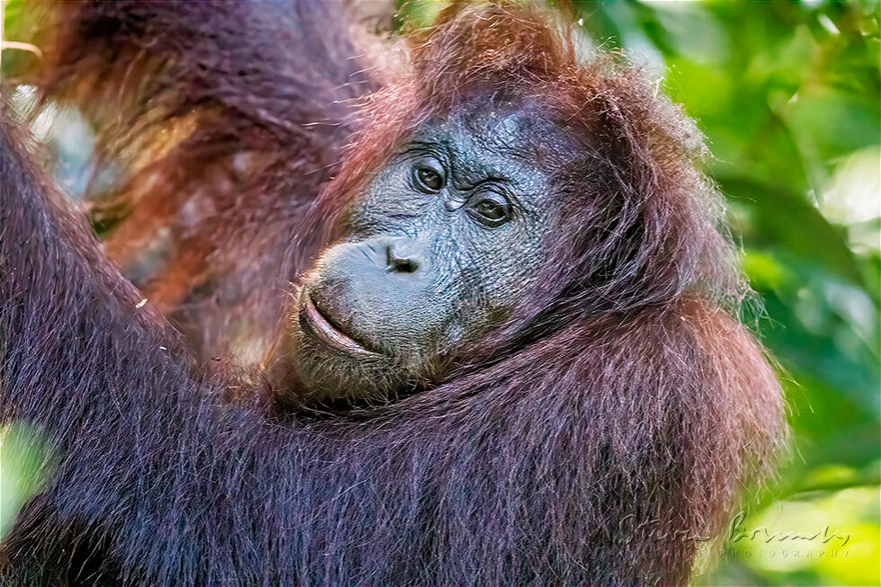 Bornean Orangutan (Pongo pygmaeus)