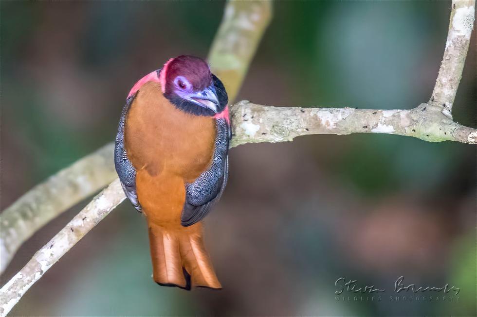 Diard's Trogon (Harpactes diardii)