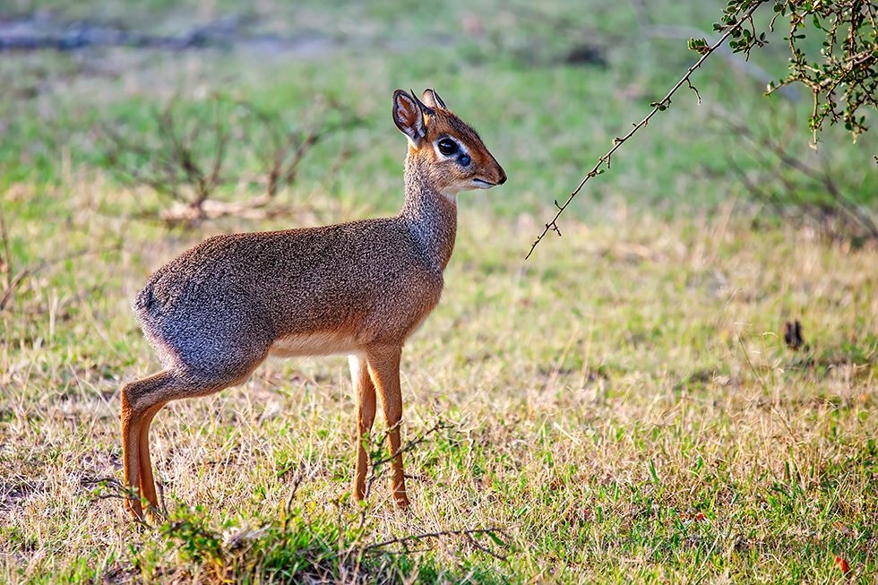 Kirk's Dik-Dik (Madoqua kirkii)