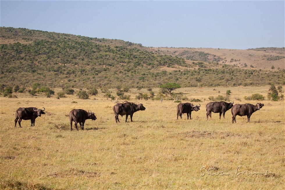 African Buffalo (Syncerus caffer)