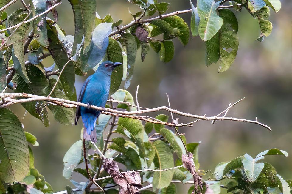Asian Fairy-bluebird (Irena puella)
