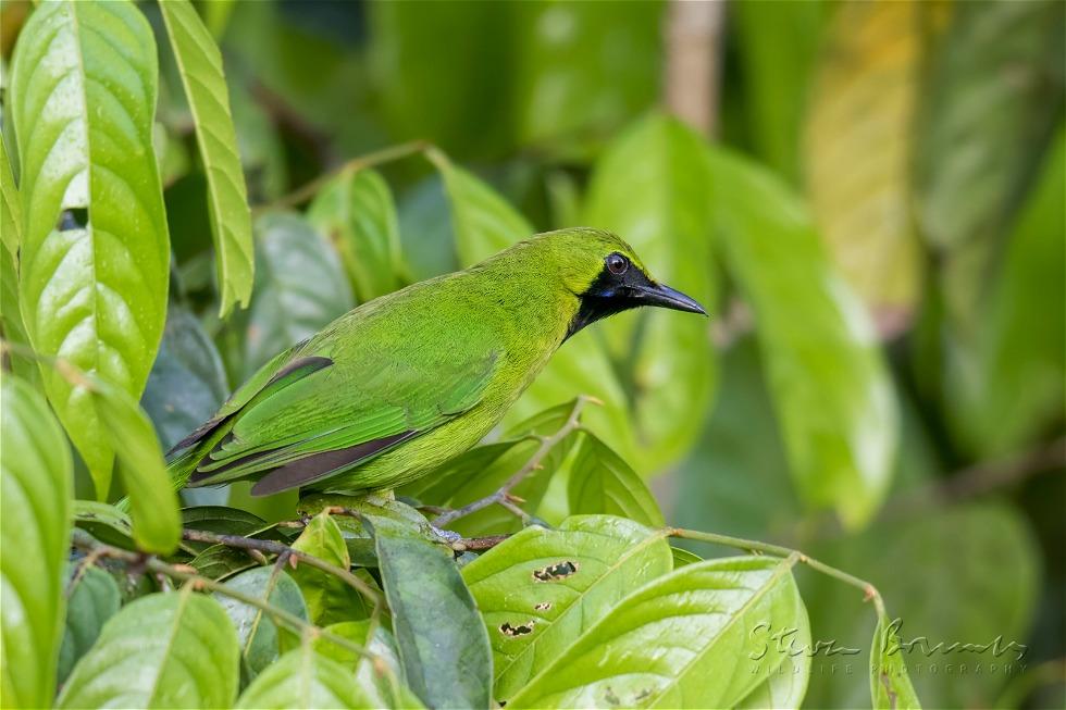 Lesser Green Leafbird (Chloropsis cyanopogon)
