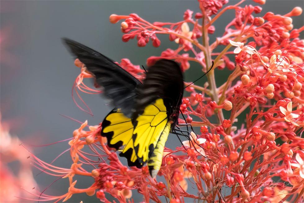 Common Birdwing (Troides helena)