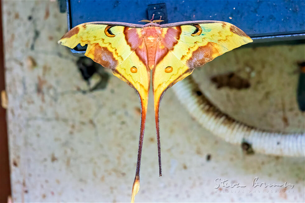 Malaysian Moon Moth (Actias maenas)