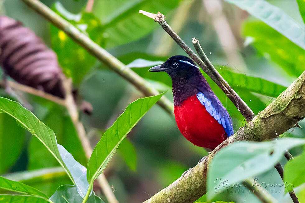 Black-crowned Pitta (Erythropitta ussheri)