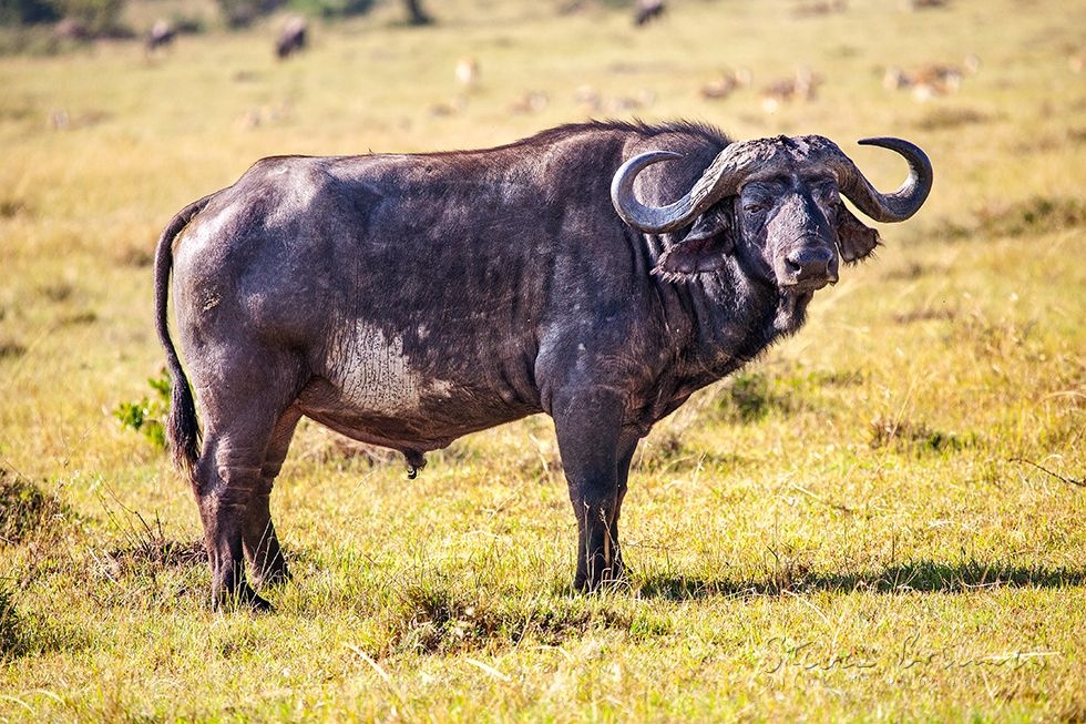 African Buffalo (Syncerus caffer)