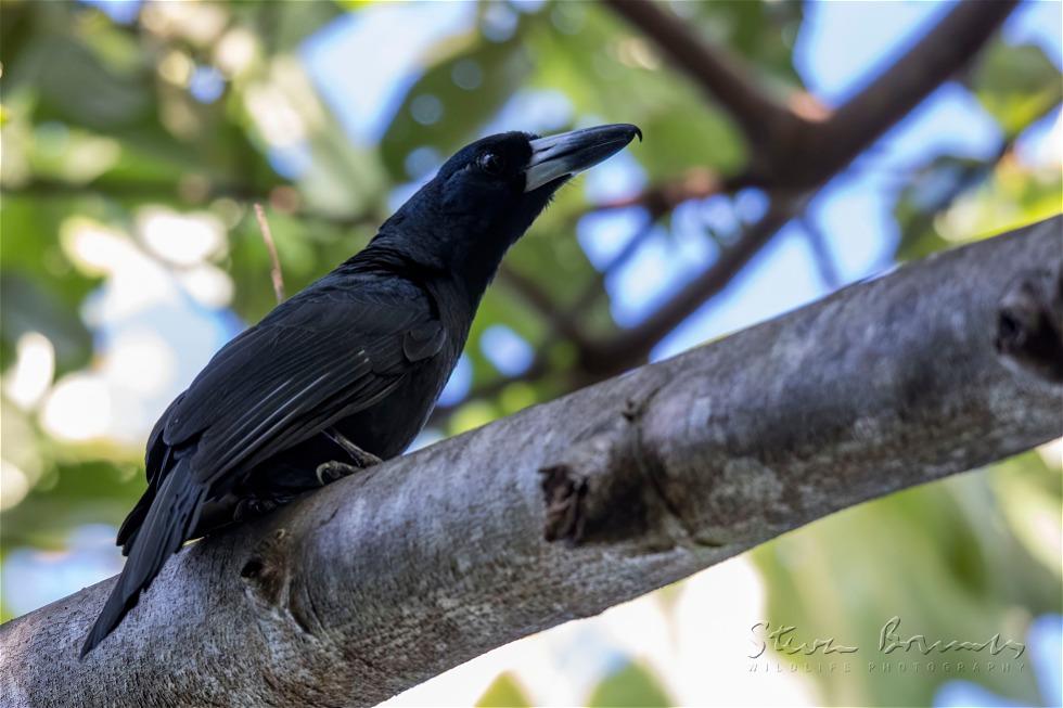 Black Butcherbird (Melloria quoyi)