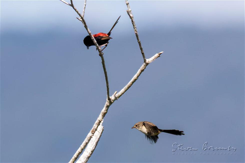 Red-backed Fairywren (Malurus melanocephalus)