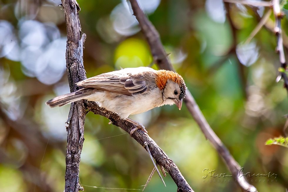 Speckle-fronted Weaver (Sporopipes frontalis)