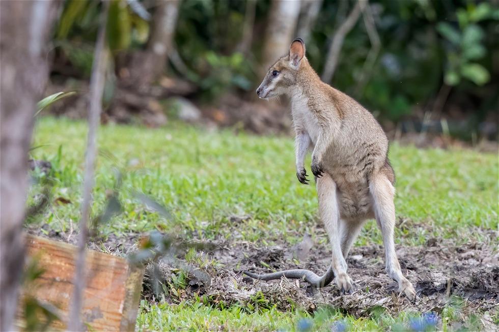 Agile Wallaby (Notamacropus agilis)