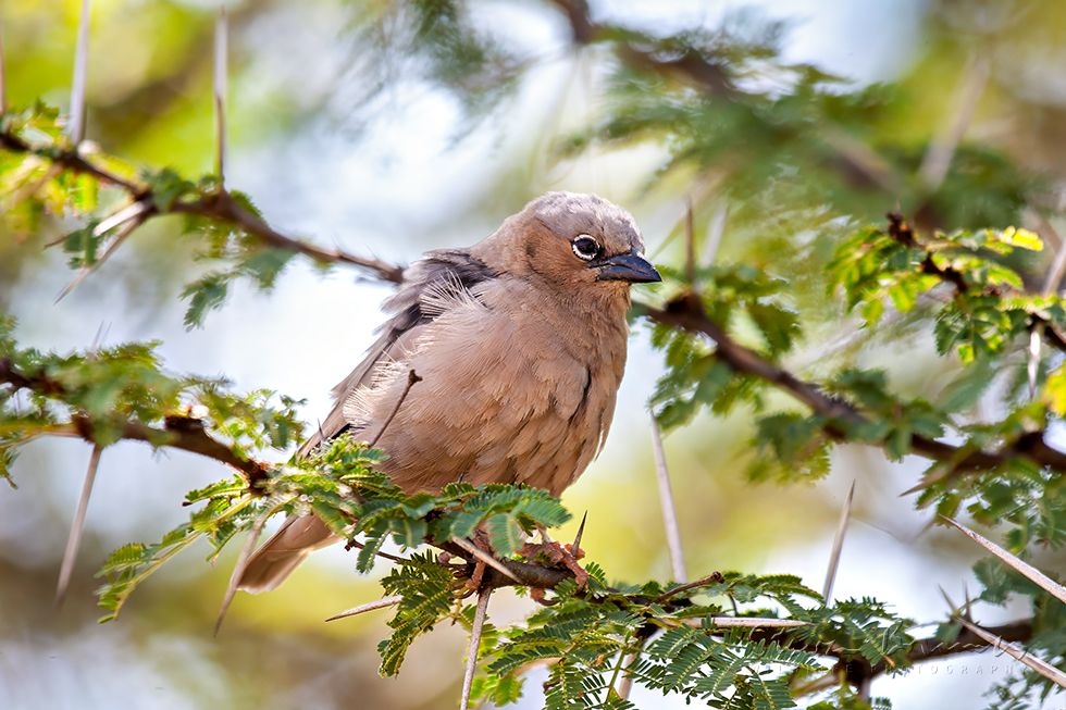Grey-capped Social Weaver (Pseudonigrita arnaudi)