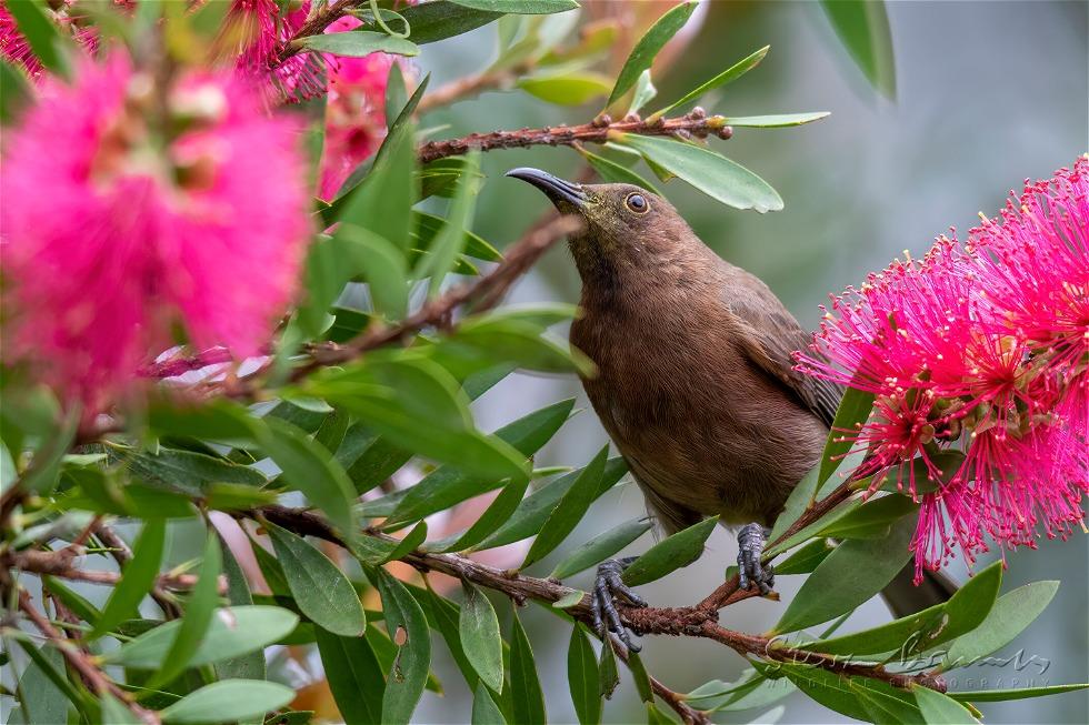 Dusky Myzomela (Myzomela obscura)