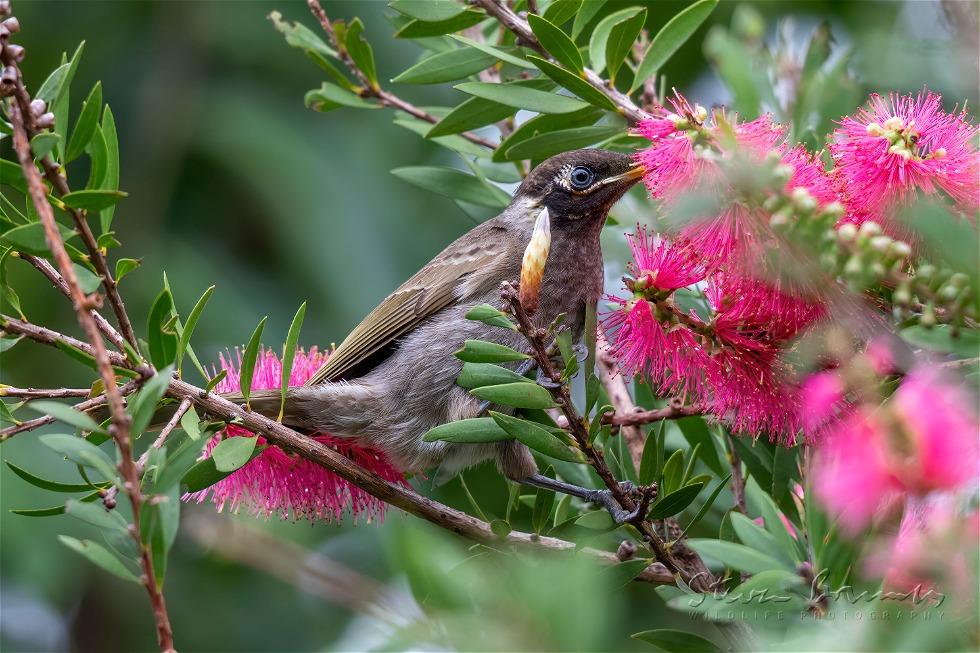 Bridled Honeyeater (Bolemoreus frenatus)