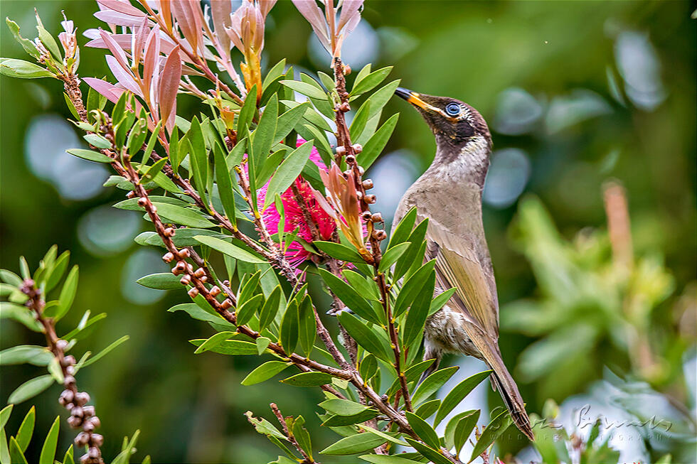 Bridled Honeyeater (Bolemoreus frenatus)