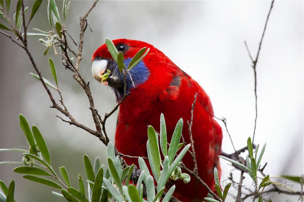 Crimson Rosella (Platycercus elegans)