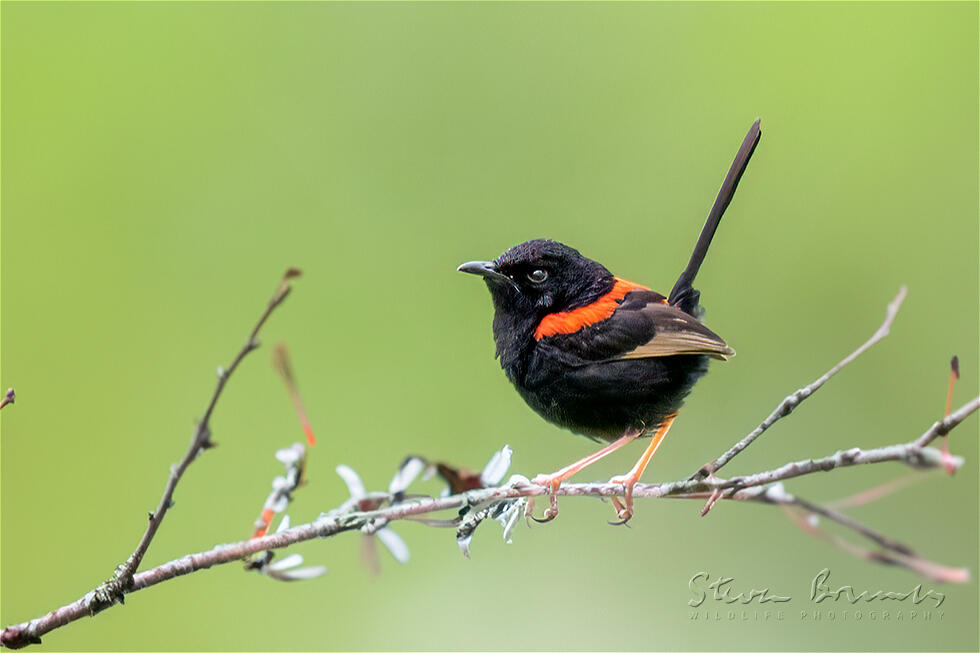 Red-backed Fairywren (Malurus melanocephalus)