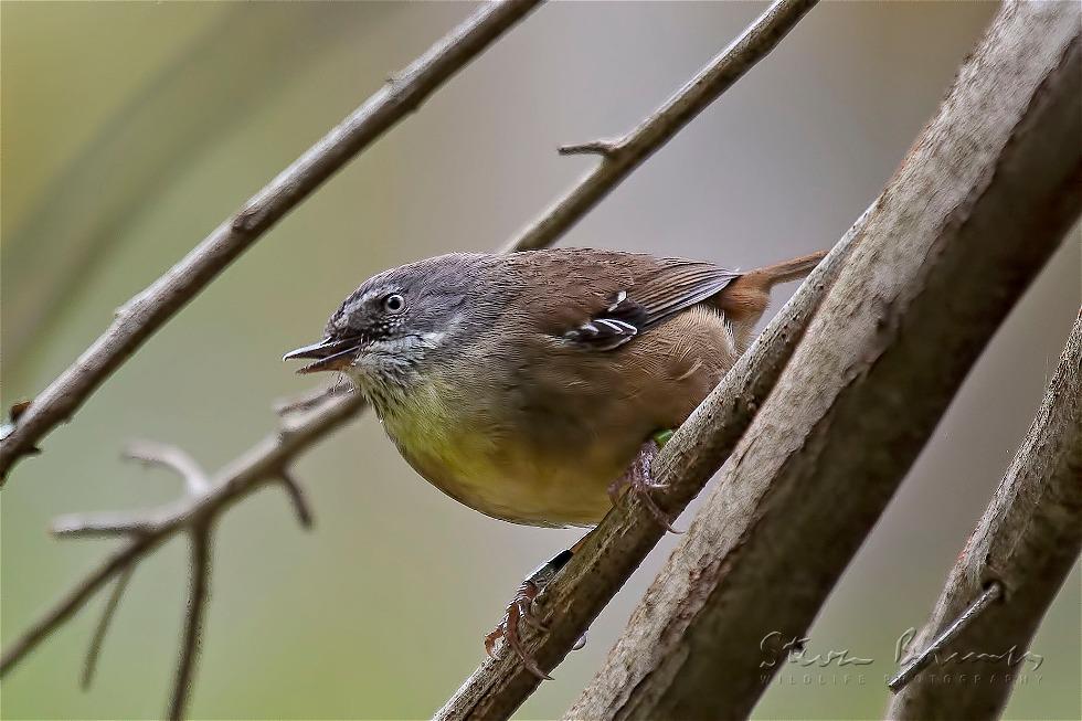 White-browed Scrubwren (Sericornis frontalis)