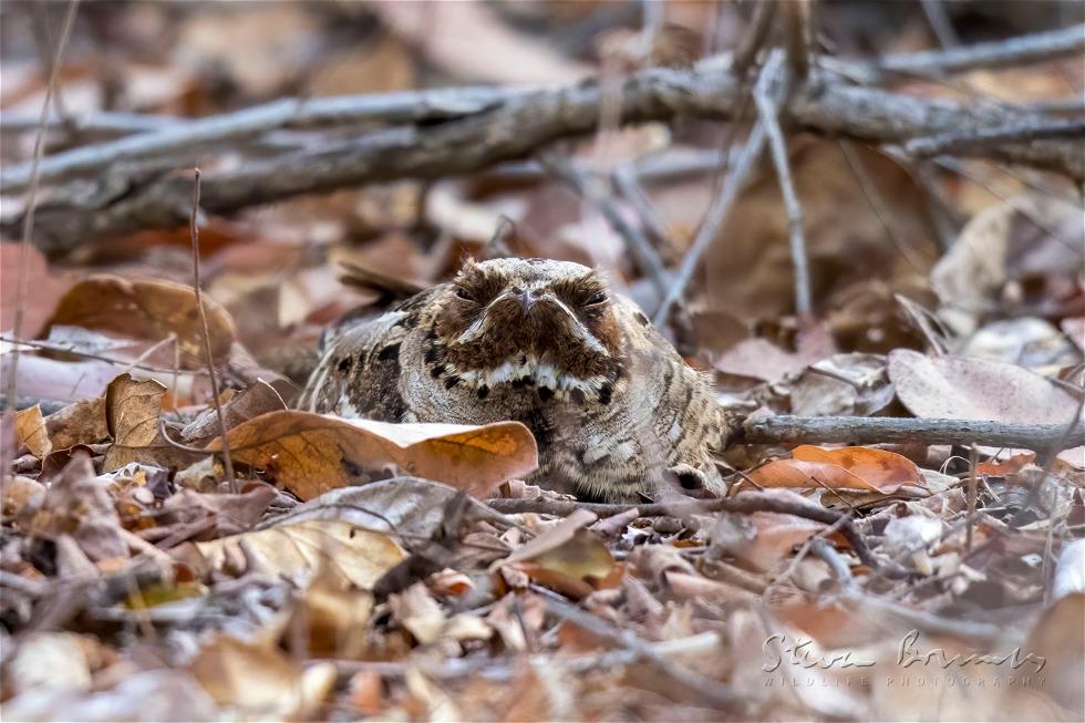 Large-tailed Nightjar (Caprimulgus macrurus)