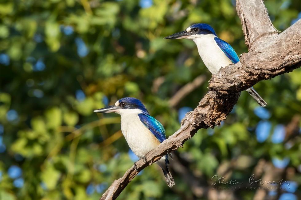 Forest Kingfisher (Todiramphus macleayii)