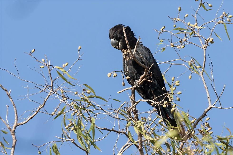 Red-tailed Black Cockatoo (Calyptorhynchus banksii)