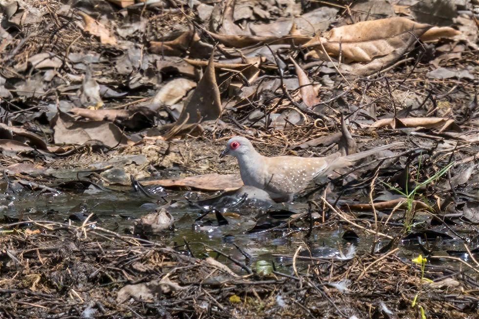 Diamond Dove (Geopelia cuneata)