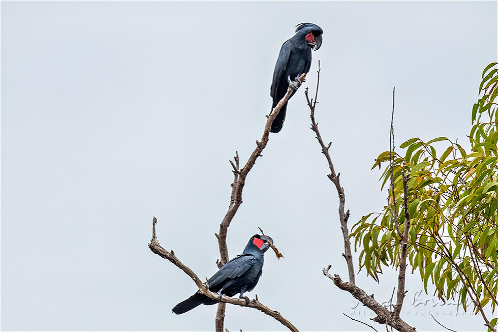 Palm Cockatoo (Probosciger aterrimus)