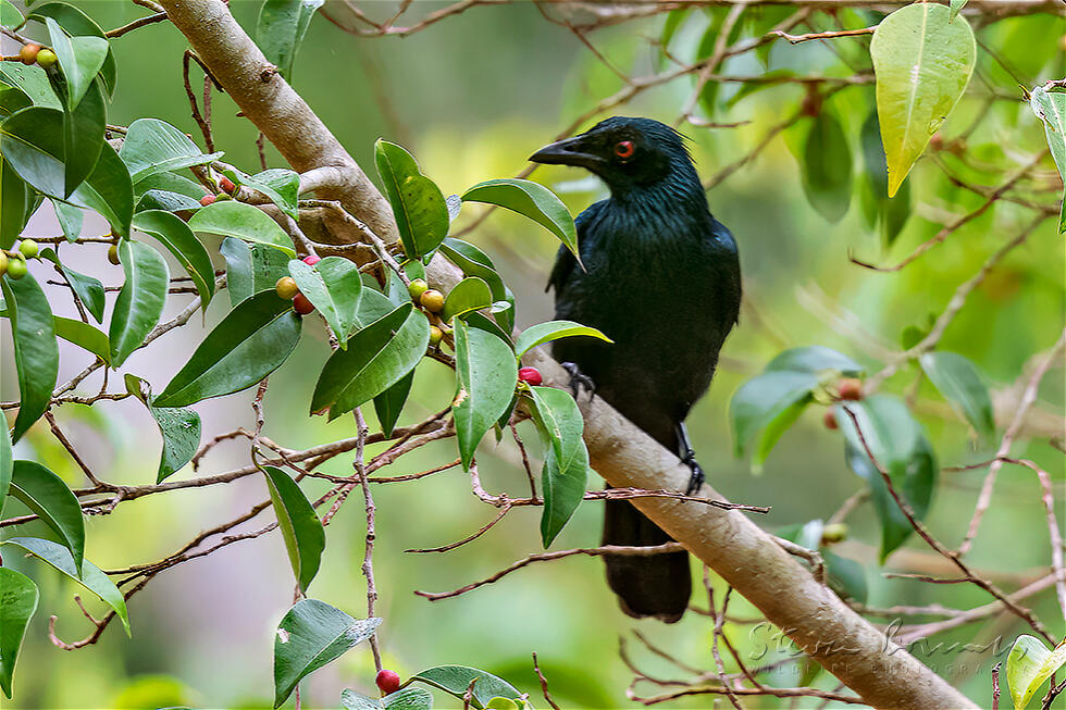 Trumpet Manucode (Phonygammus keraudrenii)