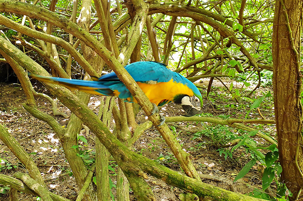 Blue-and-yellow Macaw (Ara ararauna)
