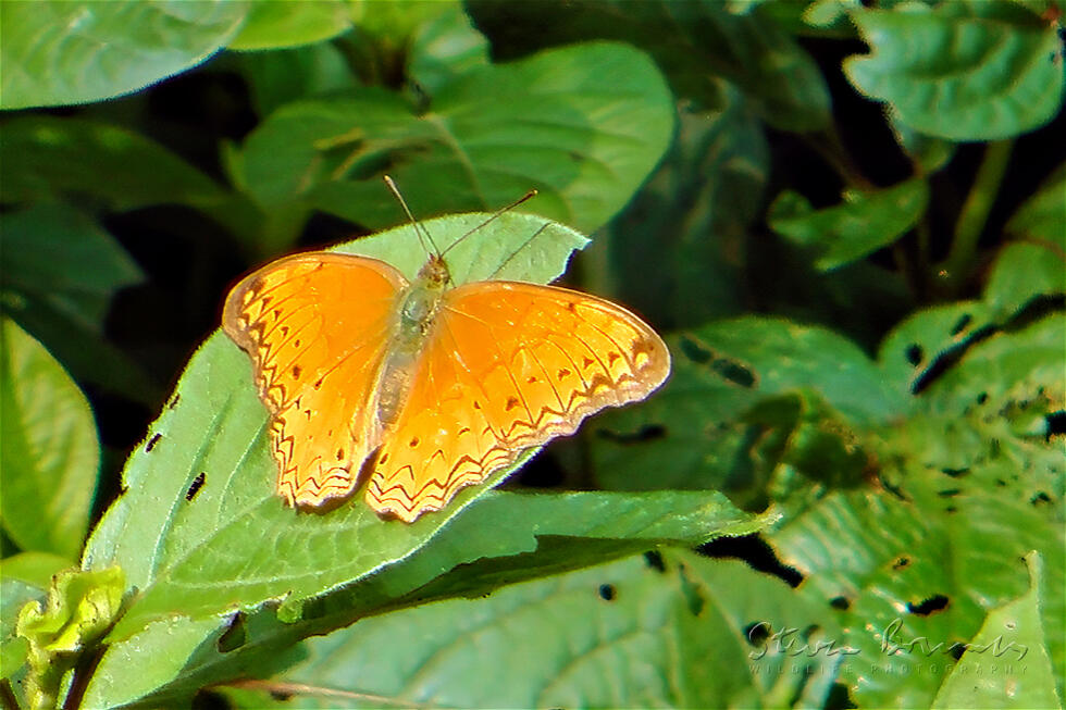 Common Leopard (Phalanta phalantha)
