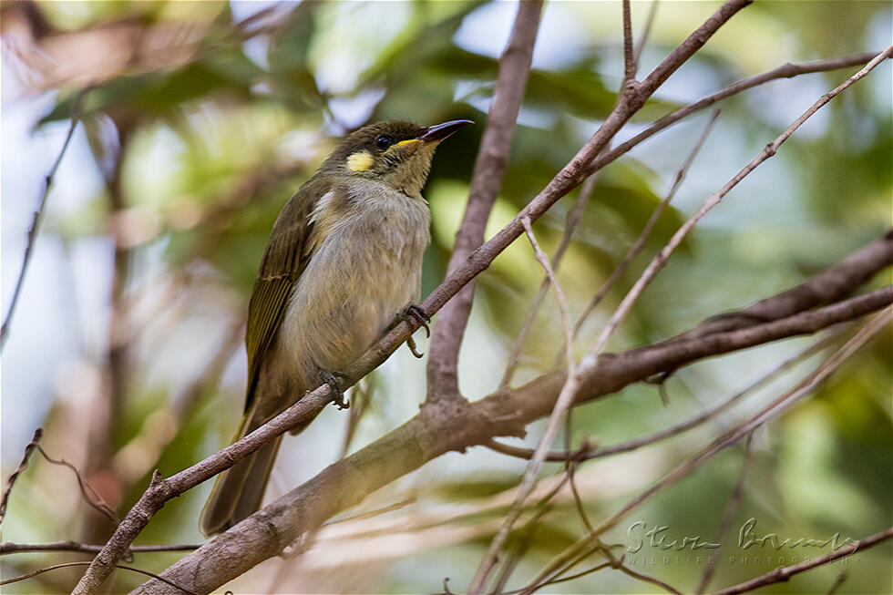 Graceful Honeyeater (Meliphaga gracilis)