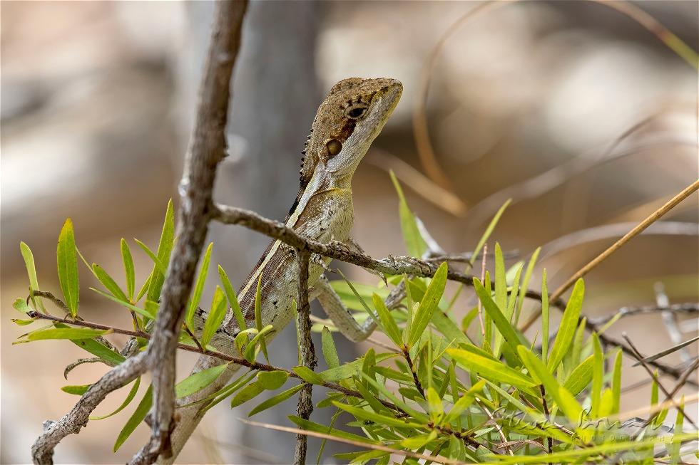 Northern Water Dragon (Amphibolurus temporalis)