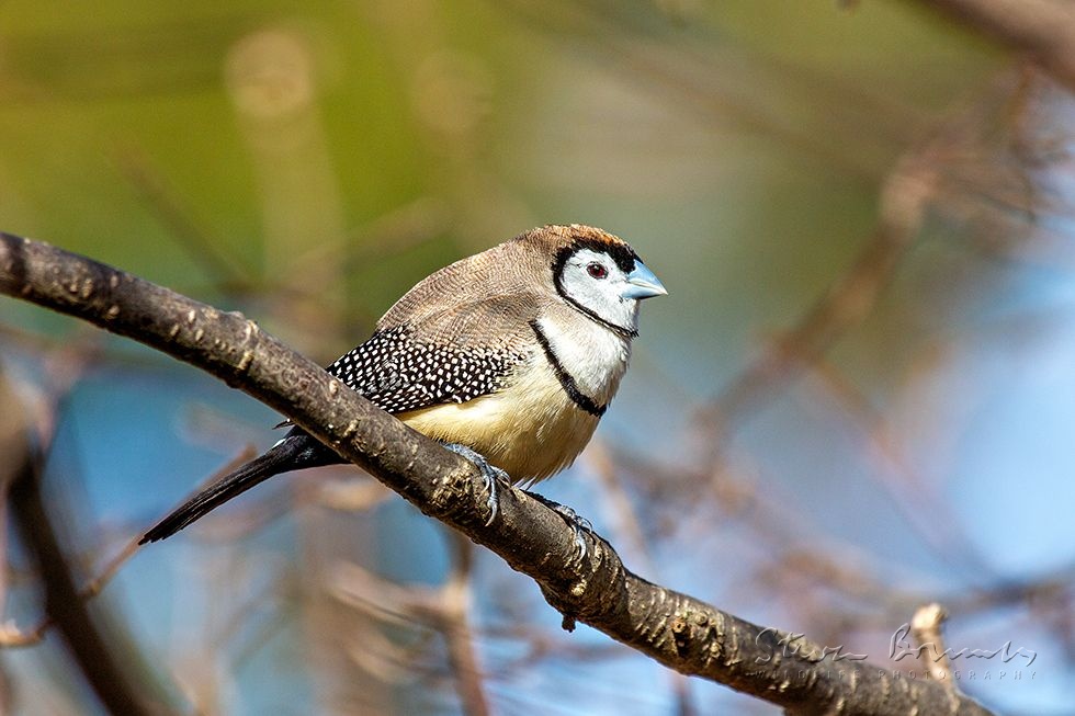 Double-barred Finch (Taeniopygia bichenovii)