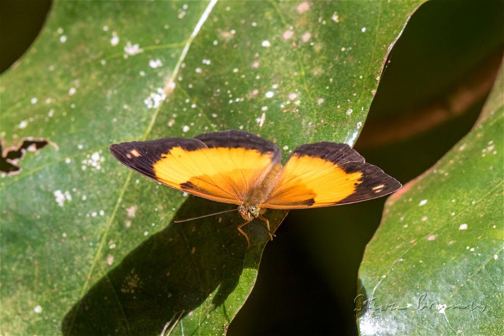 Bordered Rustic (Cupha prosope)