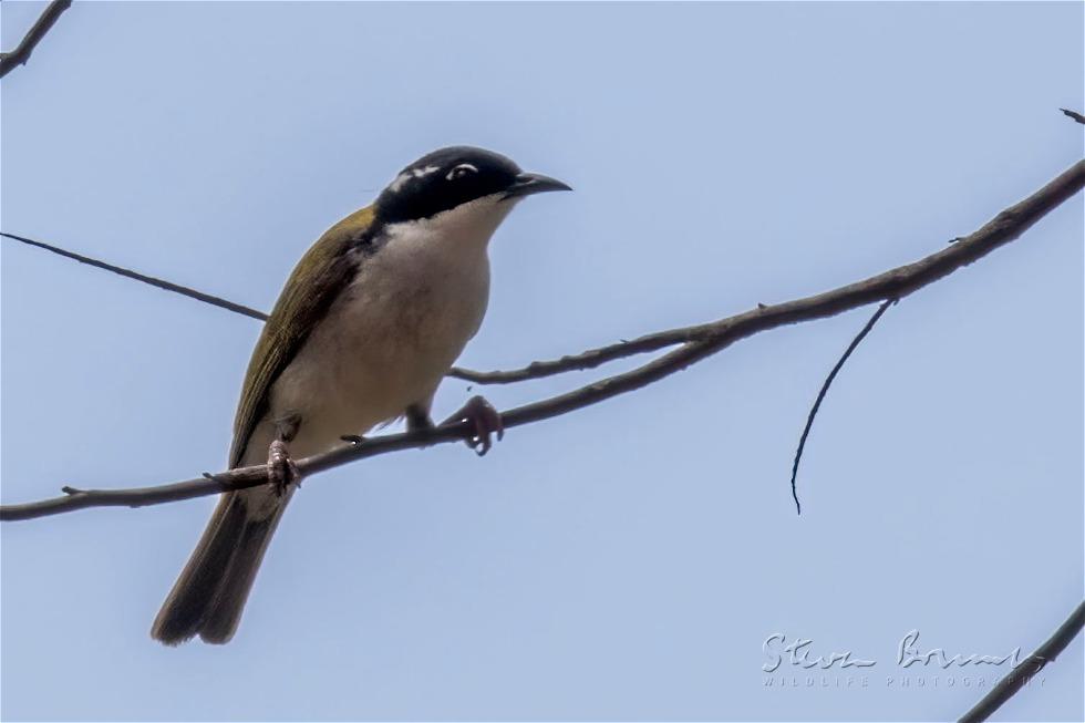 White-throated Honeyeater (Melithreptus albogularis)