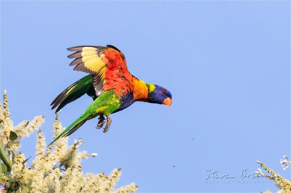 Rainbow Lorikeet (Trichoglossus moluccanus)